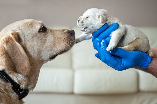 วิธีเลี้ยงสุนัขแรกเกิด